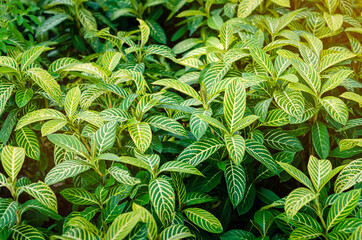 Green branch background, texture with orange flare.