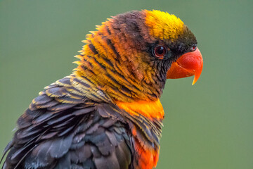 The rainbow lorikeet or Trichoglossus moluccanus