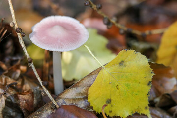 Mushrooms in autumn in the forest