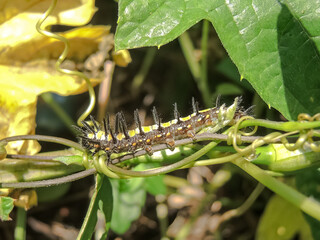 African spiked caterpillar on a branch