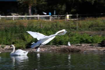 A close up of a Mute Swan