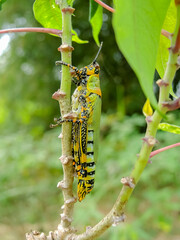 Green lobster clinging to a branch