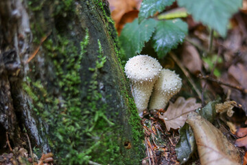 Mushrooms in autumn in the forest