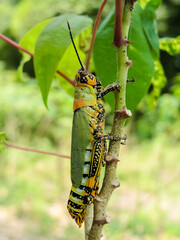 Green lobster clinging to a branch
