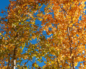 Autumn leafs in the sunrise