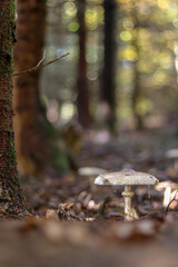 Mushrooms in autumn in the forest
