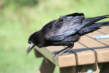 A close up of a Rook