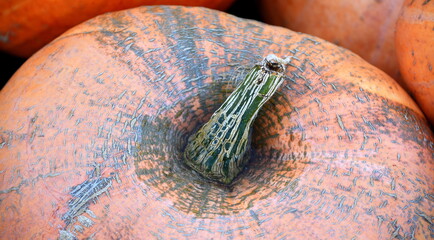 Orangefarbiger Kürbis mit Maserung