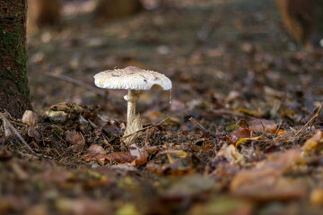 Mushrooms in autumn in the forest