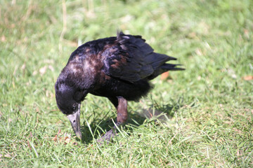 A close up of a Rook