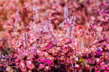 Pink flower branch background, texture with orange flare.