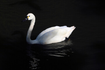 A close up of a Whistling Swan