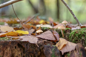 Mushrooms in autumn in the forest