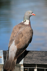 A close up of a Wood Pigeon