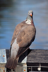 A close up of a Wood Pigeon