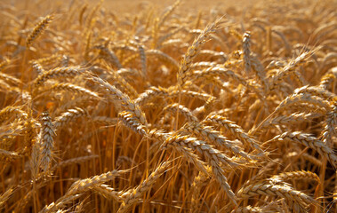 The yellow ears of wheat are ripe. Close-up of ears of bread.