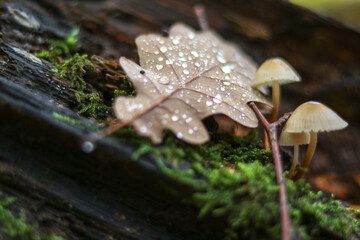 Mushrooms in autumn in the forest