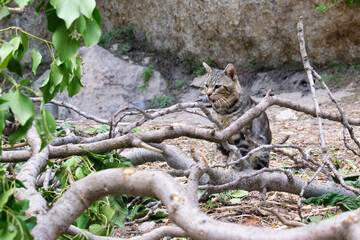 Un gato pardo entre ramas y raices de un arbol