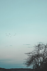 Fototapeta na wymiar Birds in the sky, tree siluette