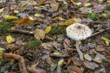 Mushrooms in autumn in the forest