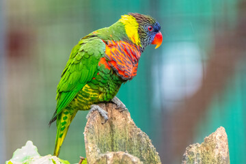 The rainbow lorikeet or Trichoglossus moluccanus