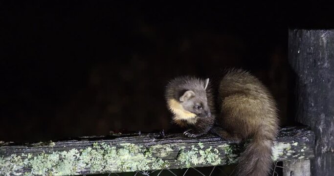 Pine marten, feeding at night on a wooden fence within Scotland.