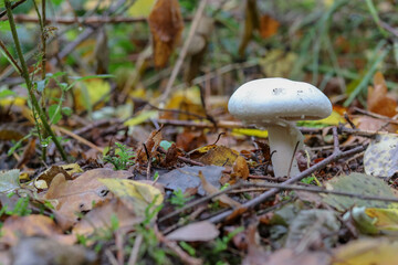 Mushrooms in autumn in the forest