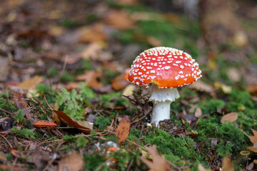 Mushrooms in autumn in the forest