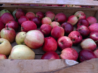 a bunch of yellow and red apples close up