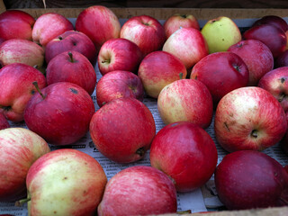 a bunch of yellow and red apples close up