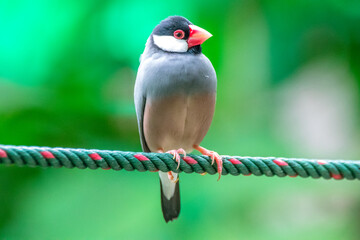 The Java sparrow also known as Java finch, Java rice sparrow or Lonchura oryzivora
