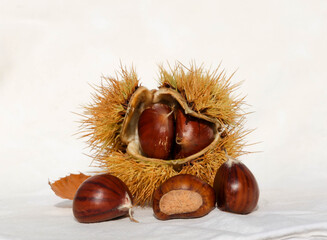 chustnuts thorns shells autumn isolated in white background