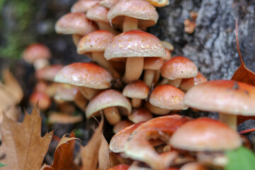 Mushrooms in autumn in the forest