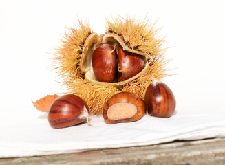 chestnuts isolated for background