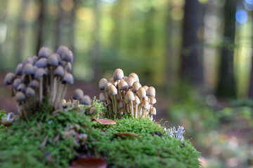 Mushrooms in autumn in the forest
