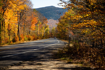 Obraz premium road in forest