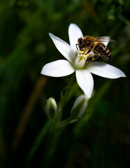 Bee gather nectar, worker bee