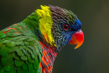The rainbow lorikeet or Trichoglossus moluccanus