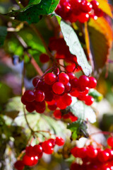 Closeup of bunches of red berries of a Guelder rose or Viburnum. Shrub on a sunny day at the end of the summer season. Selective focus