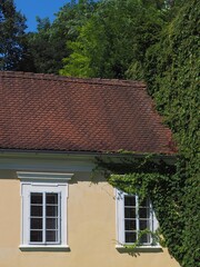 Entern - Kletterpflanzen heften sich an Hausfassade an