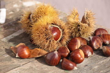 chestnuts isolated for background