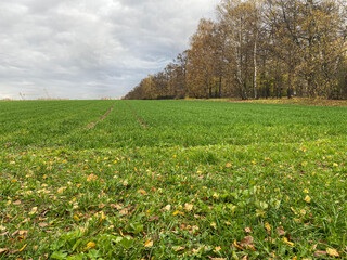 Fallen autumn leaves on the edge of an agricultural field. Mobile photo