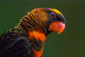 rainbow lorikeet parrot