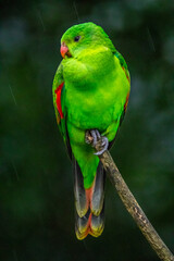 green parrot on a branch
