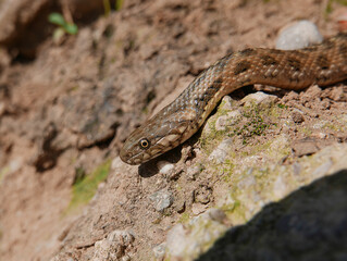 closeup/macro of the head of a Natrix maura snake , water snake, picture taken near a river