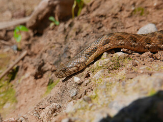 closeup/macro of the head of a Natrix maura snake , water snake, picture taken near a river