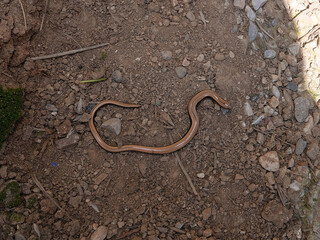 Closeup of an Anguis fragilis, reptile called also Slowworm,blindworm is a legless lizard