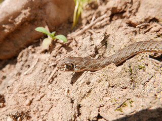 closeup of a head/eye of a snake, Malpolon monspessulanus, montpellier snake