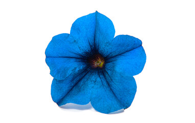 blue petunia flower isolated
