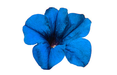 blue petunia flower isolated